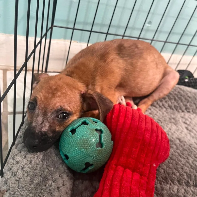 A baby small-sized female Brown / Chocolate Chihuahua dog named Mouse for adoption in Merritt Island, FL