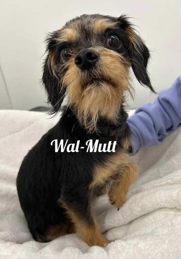 An adult small-sized female Brussels Griffon dog named Walmutt for adoption in Jacksonville, IL