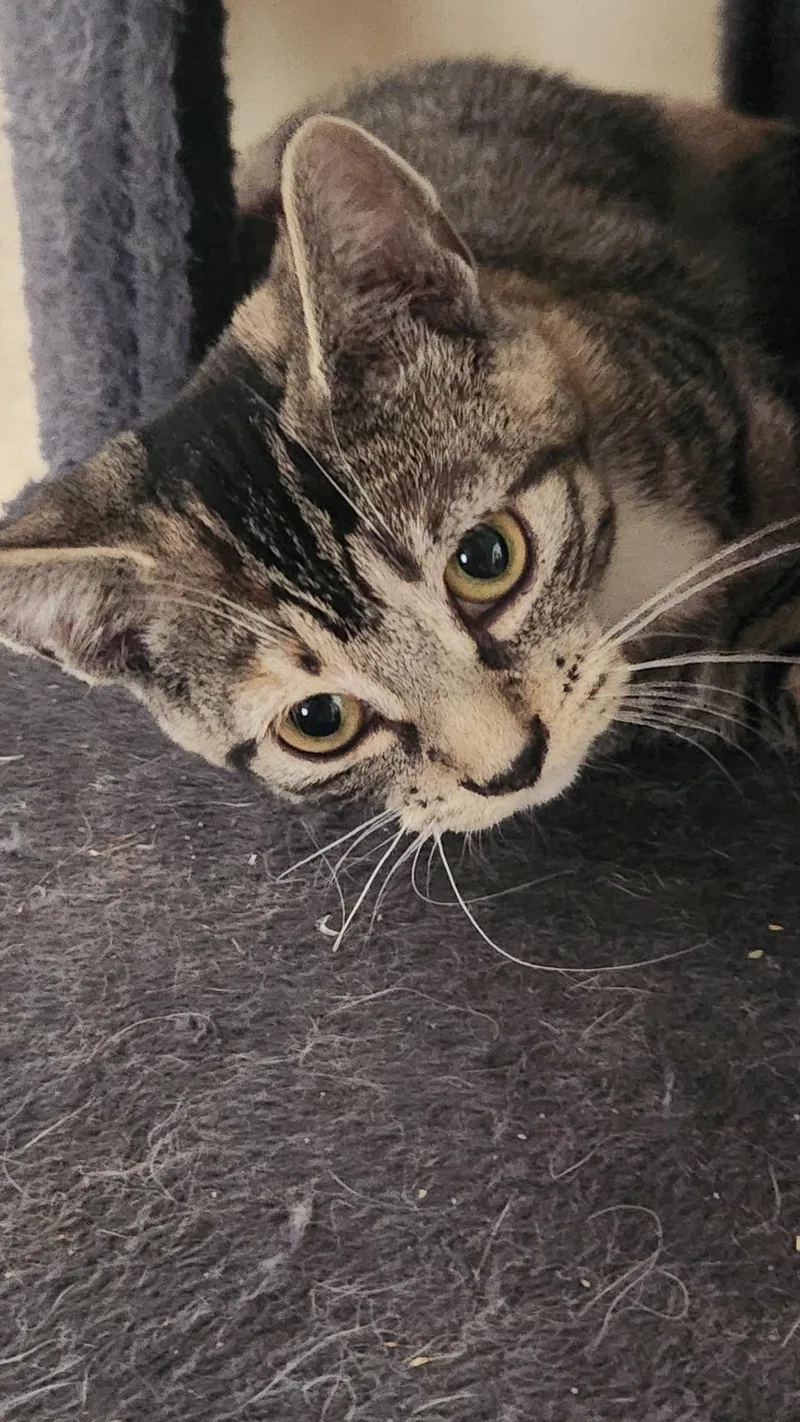 A baby medium-sized female Calico Domestic Short Hair cat named Marshmallow for adoption in Kirklin, IN