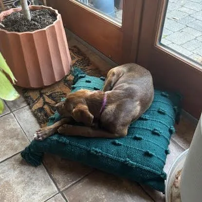 A young medium-sized female Brown / Chocolate Labrador Retriever dog named Dovie for adoption in South Elgin, IL