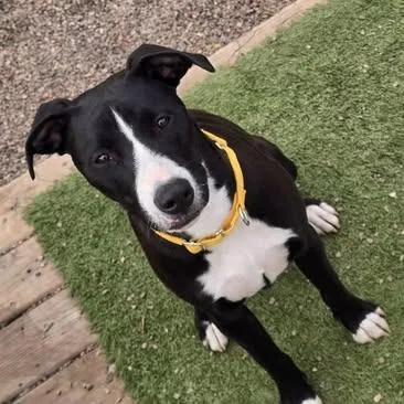 A young medium-sized male Black Pit Bull Terrier dog named Dexter for adoption in Alma, WI