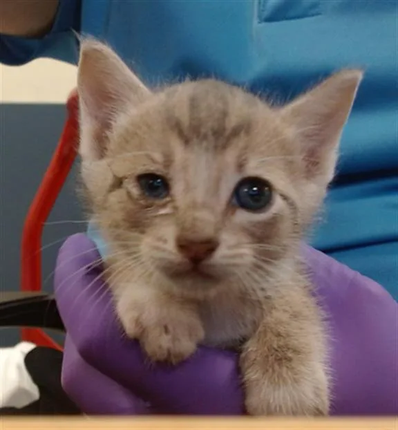 A baby small-sized male Domestic Short Hair cat named Vulpix for adoption in Miami, FL