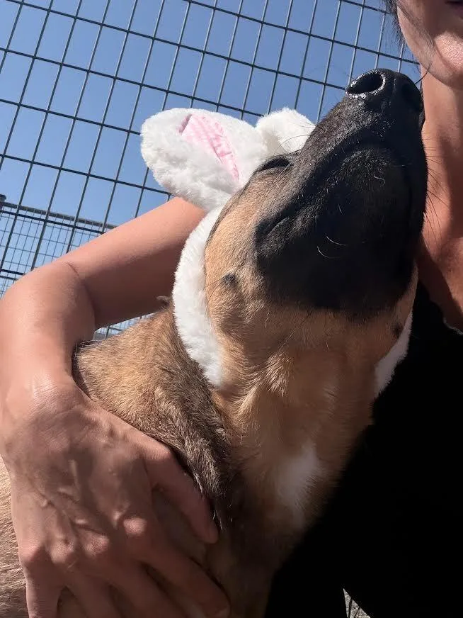 An adult large-sized female German Shepherd Dog dog named Honey for adoption in New Braunfels, TX