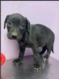 A baby small-sized male Black Pit Bull Terrier dog named 61008187 for adoption in El Paso, TX