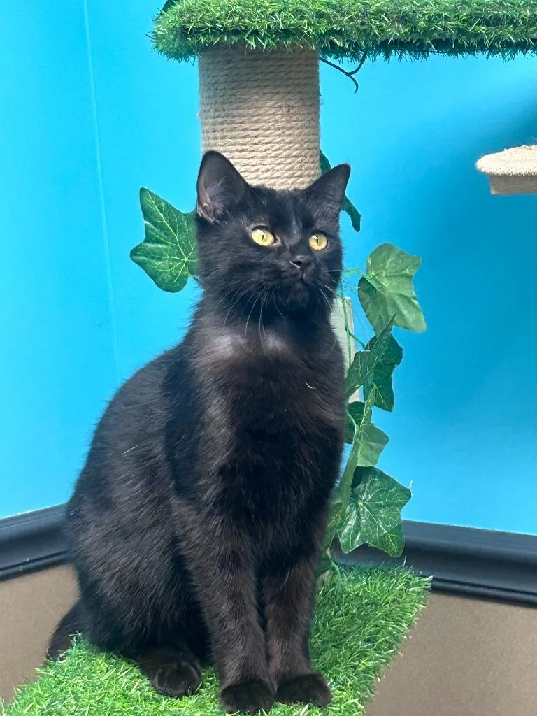 A baby large-sized male Domestic Short Hair cat named Jamison for adoption in Effingham, IL