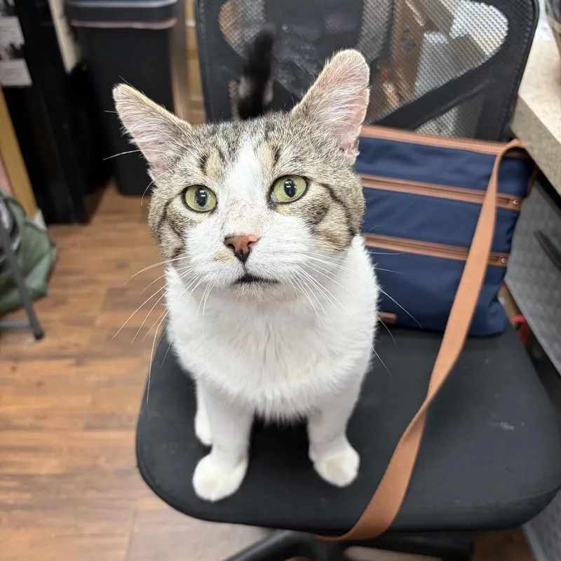 An adult medium-sized male Brown / Chocolate Domestic Short Hair cat named Tom Cat for adoption in Mount Laurel, NJ