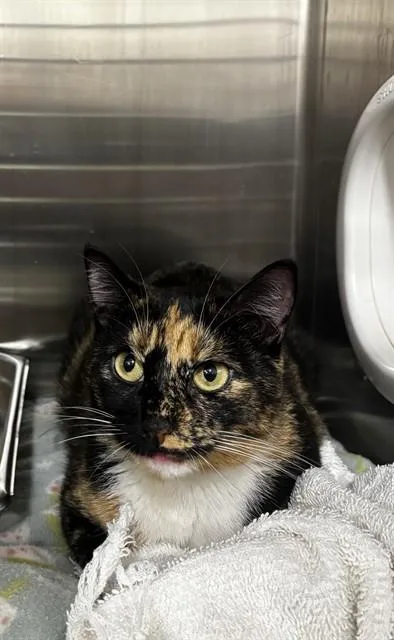 A young medium-sized female Domestic Short Hair cat named Wren for adoption in Upper Marlboro, MD