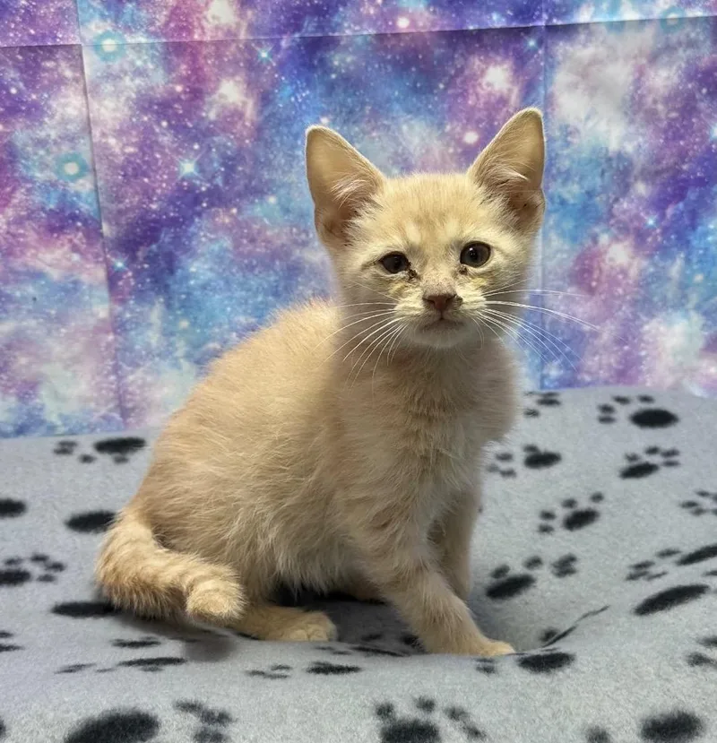 A baby small-sized male Domestic Medium Hair cat named Merritt for adoption in Washington Court House, OH