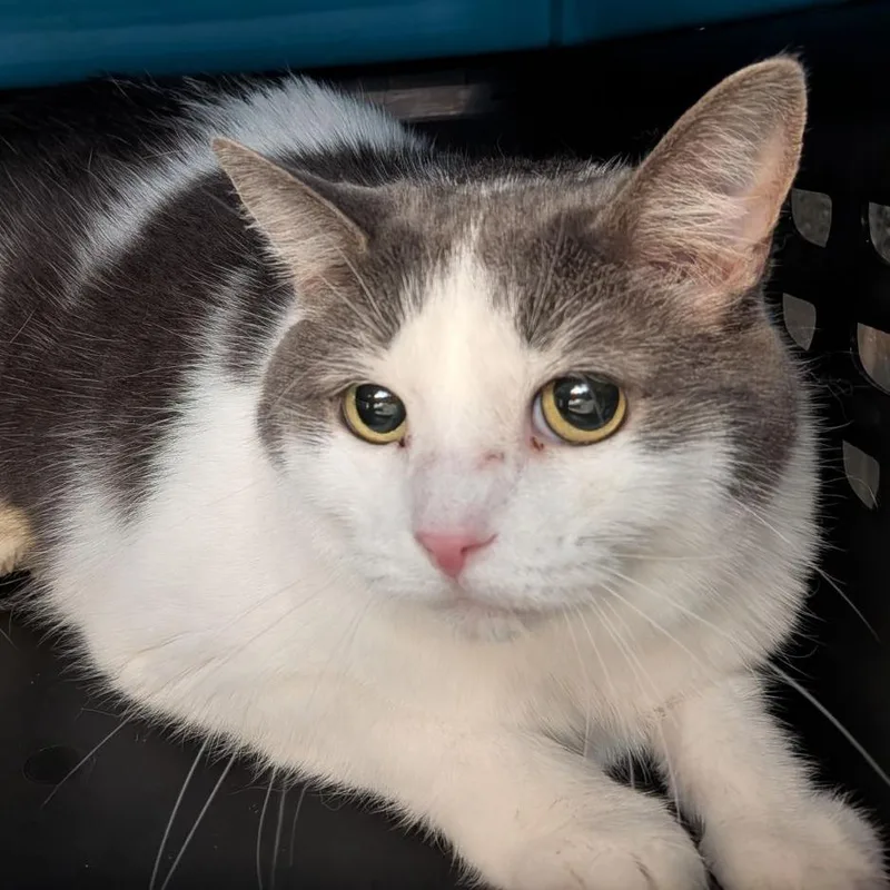 A senior small-sized female Domestic Short Hair cat named Precious for adoption in Fairport, NY