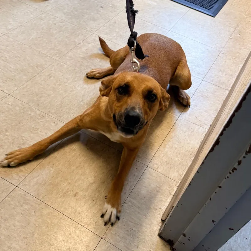 An adult medium-sized female Brown / Chocolate Mixed Breed dog named Stray  Tom Bowes for adoption in Roxboro, NC