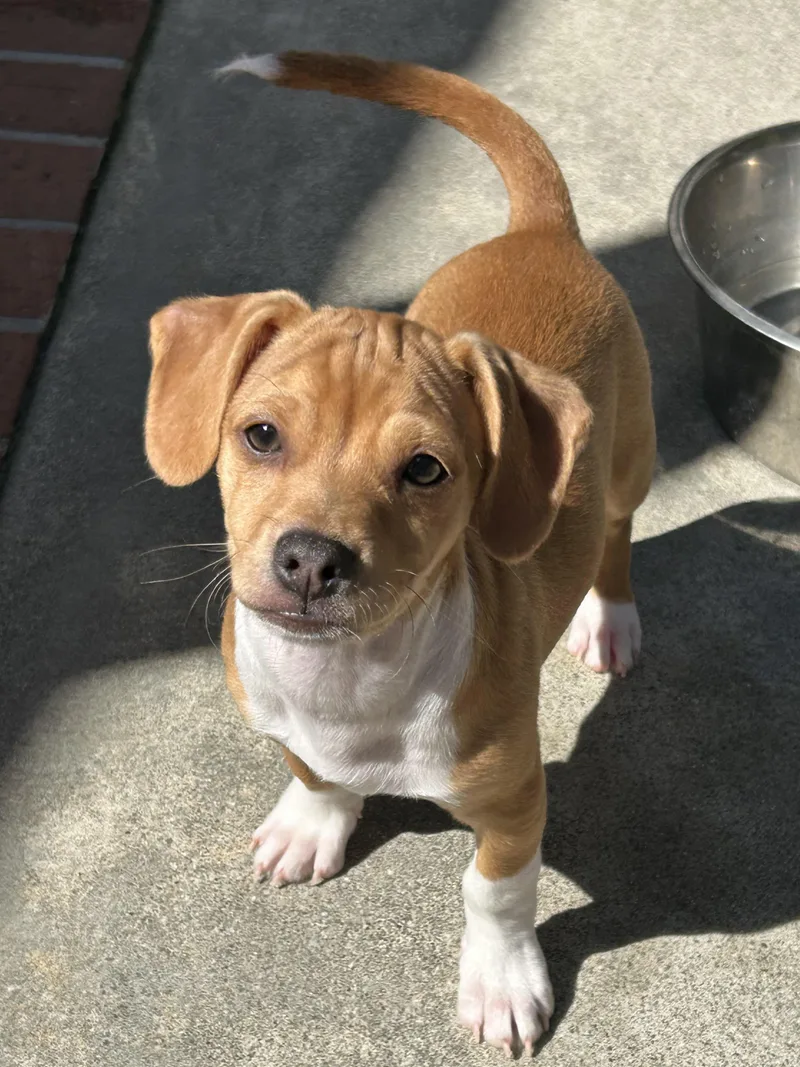 A young small-sized male Golden Beagle dog named Sammy for adoption in La Palma, CA