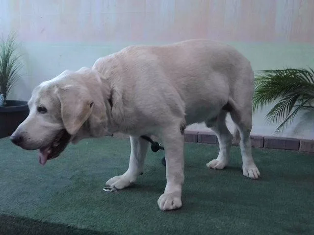 An adult extra large-sized male Labrador Retriever dog named Captain for adoption in Baldwin Park, CA