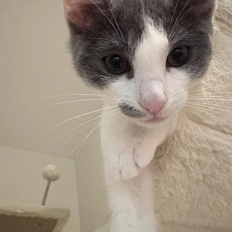 A baby medium-sized female Gray & White Domestic Short Hair cat named Sriracha for adoption in Woodinville, WA