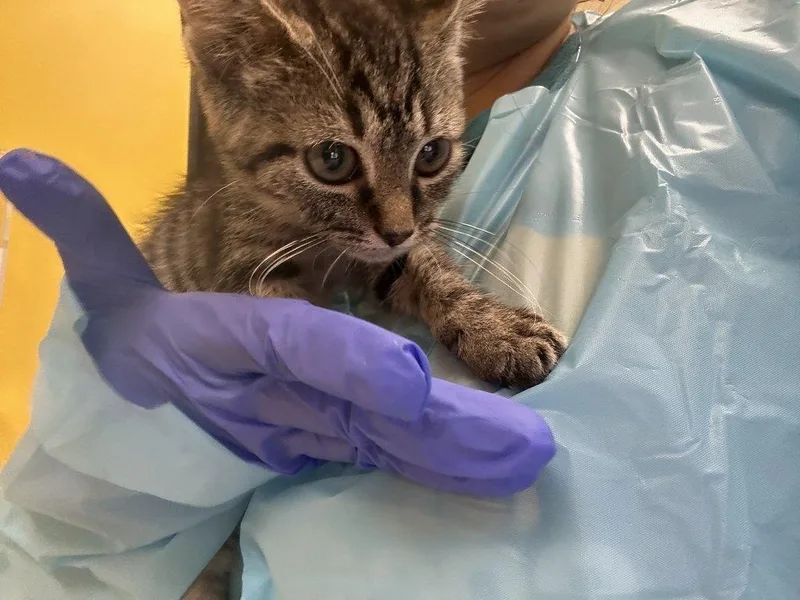 A baby small-sized female Tabby (Brown / Chocolate) Domestic Short Hair cat named Maetta for adoption in Raleigh, NC