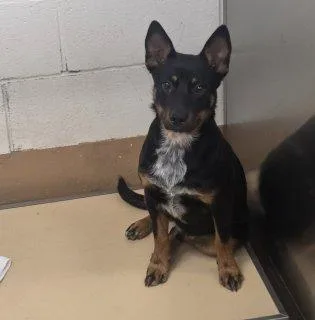 A baby medium-sized male Black Australian Kelpie dog named Scout for adoption in Allen, TX