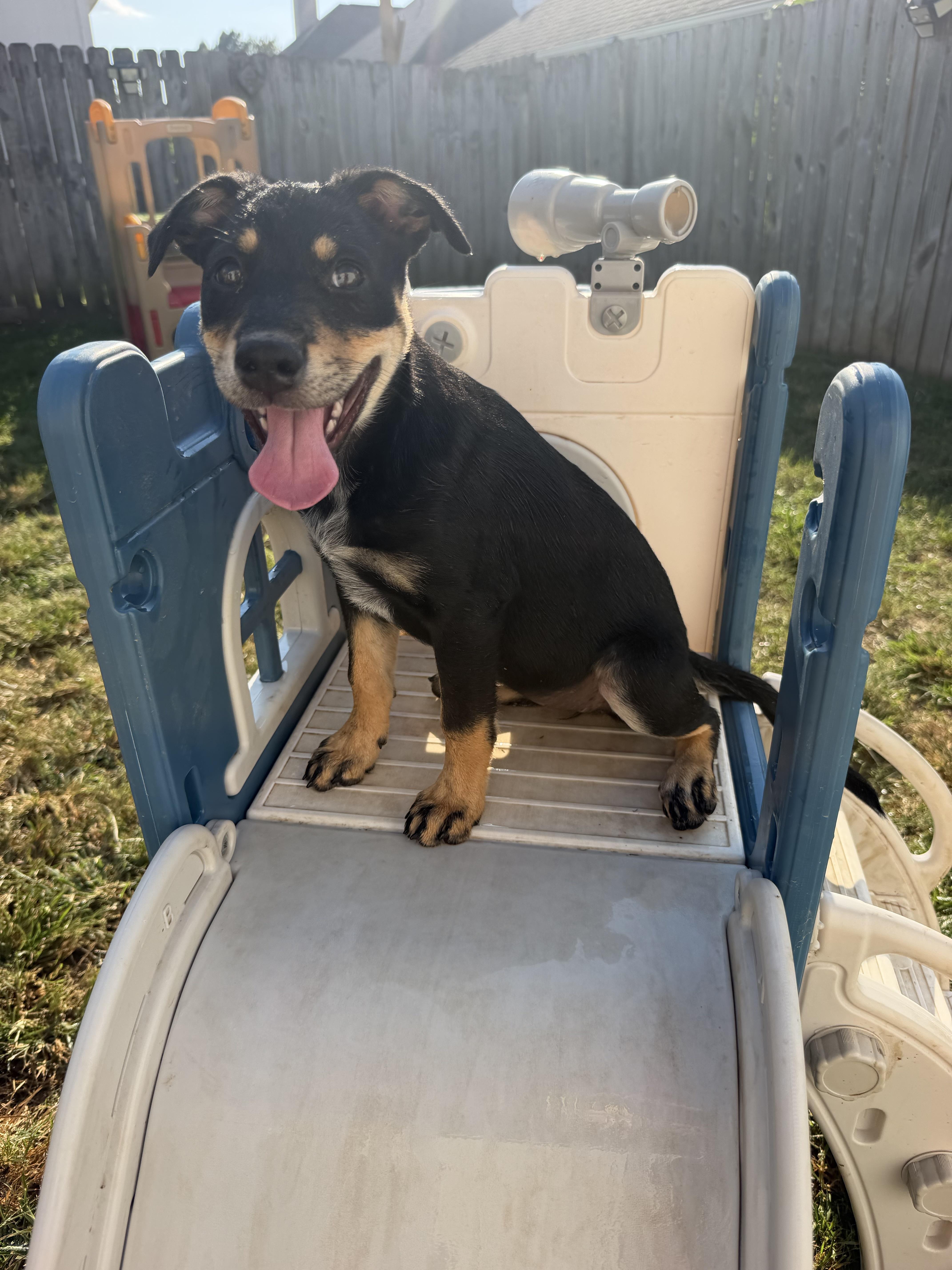 A baby medium-sized female Australian Cattle Dog / Blue Heeler dog named French Toast for adoption in Grafton, MA