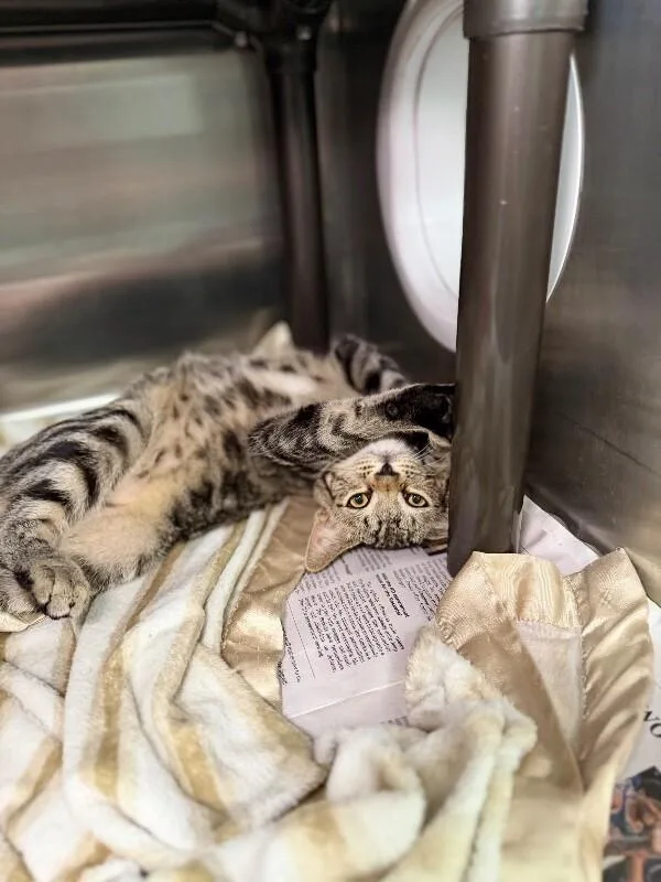 A baby small-sized female Tabby (Brown / Chocolate) Domestic Medium Hair cat named Left for adoption in Fruit Heights, UT