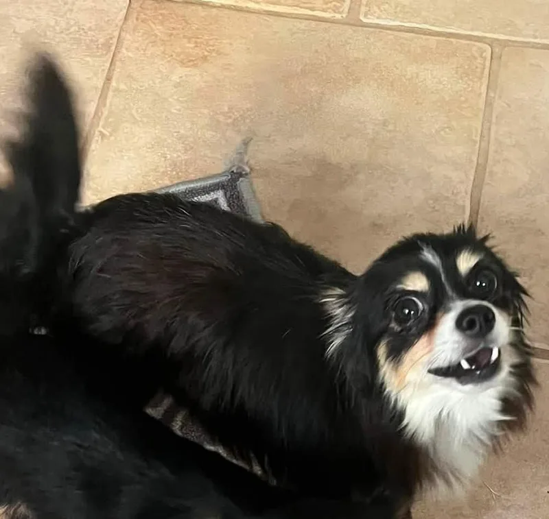 An adult small-sized male Tricolor (Brown, Black, & White) Chihuahua dog named Frankie for adoption in Oklahoma City, OK