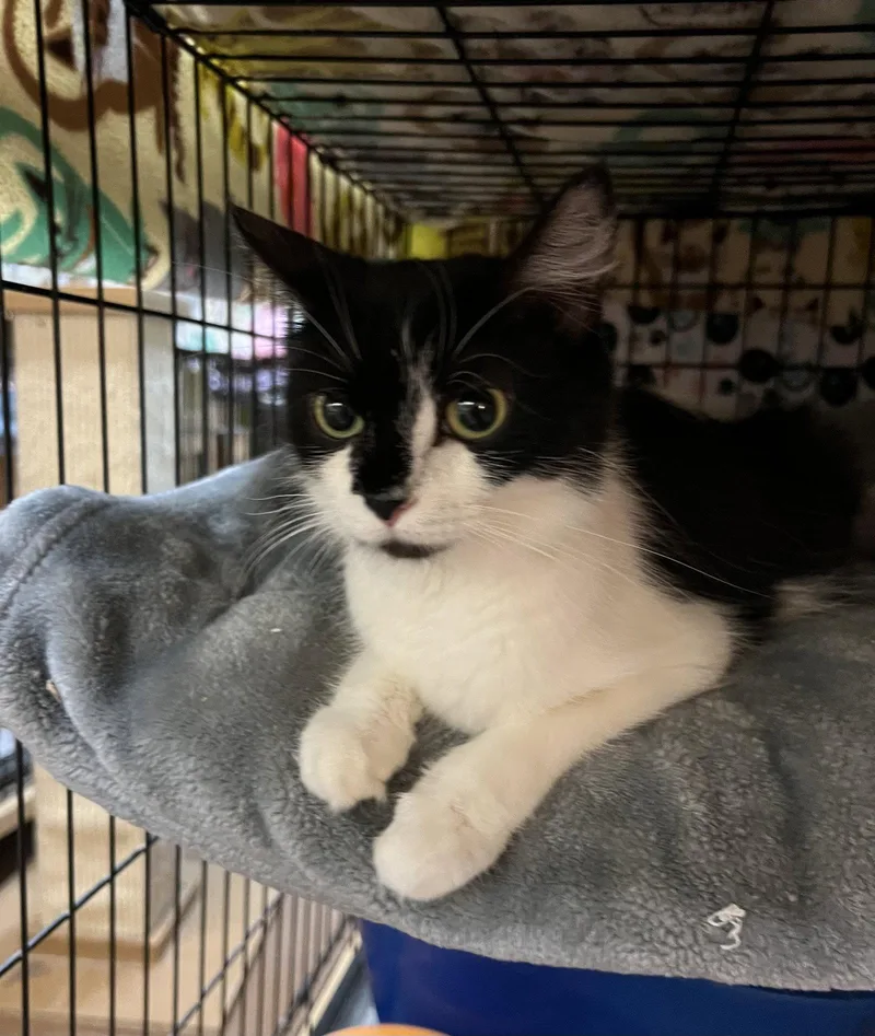 A young medium-sized female Black & White / Tuxedo Domestic Short Hair cat named Miranda for adoption in Blasdell, NY
