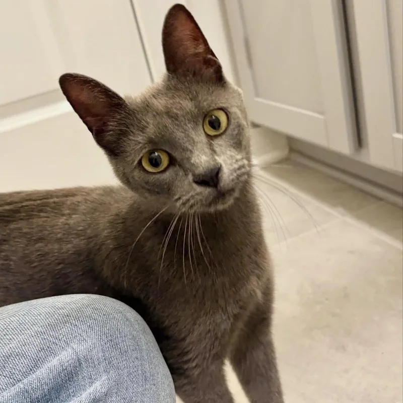 A young medium-sized female Gray / Blue / Silver Domestic Short Hair cat named Daisy Jane for adoption in Richmond, VA