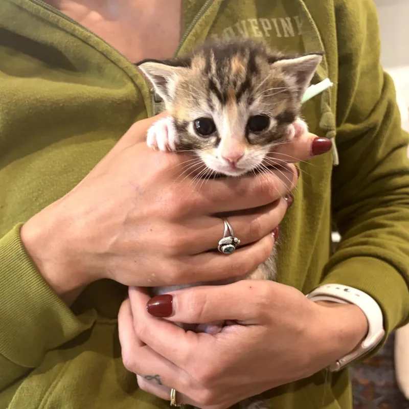 Callie thumbnail 2