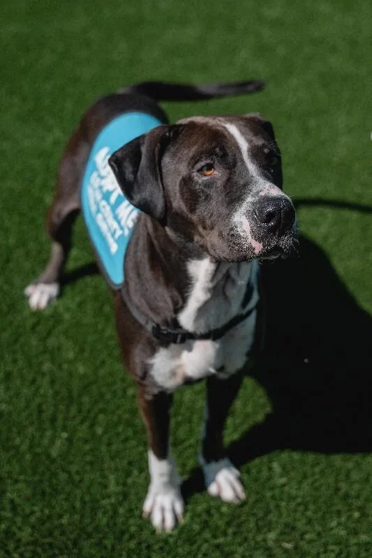 An adult large-sized female Black Mixed Breed dog named Denali for adoption in bellefontaine, OH