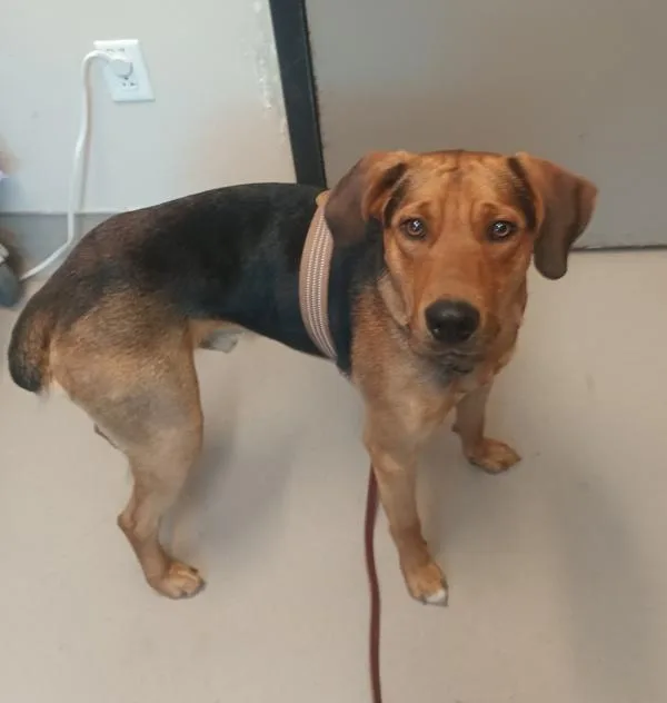A young medium-sized male Hound dog named Warden for adoption in El Cajon, CA