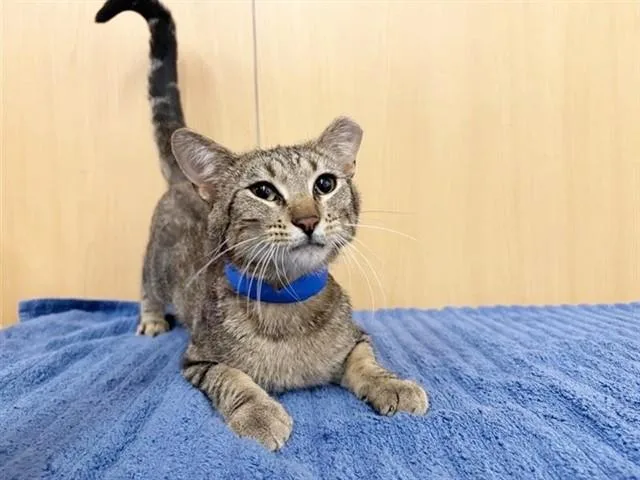 A young medium-sized male Domestic Short Hair cat named Finn for adoption in Saint Louis, MO