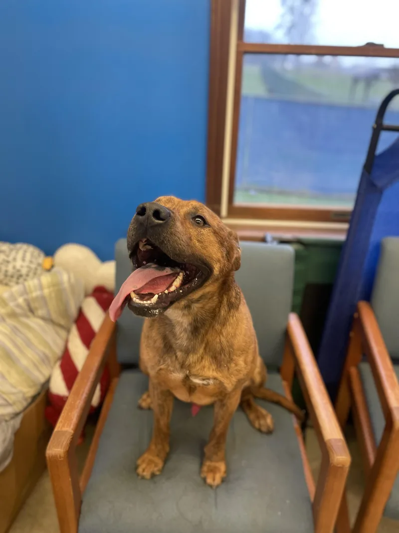 Bear Bear thumbnail 2