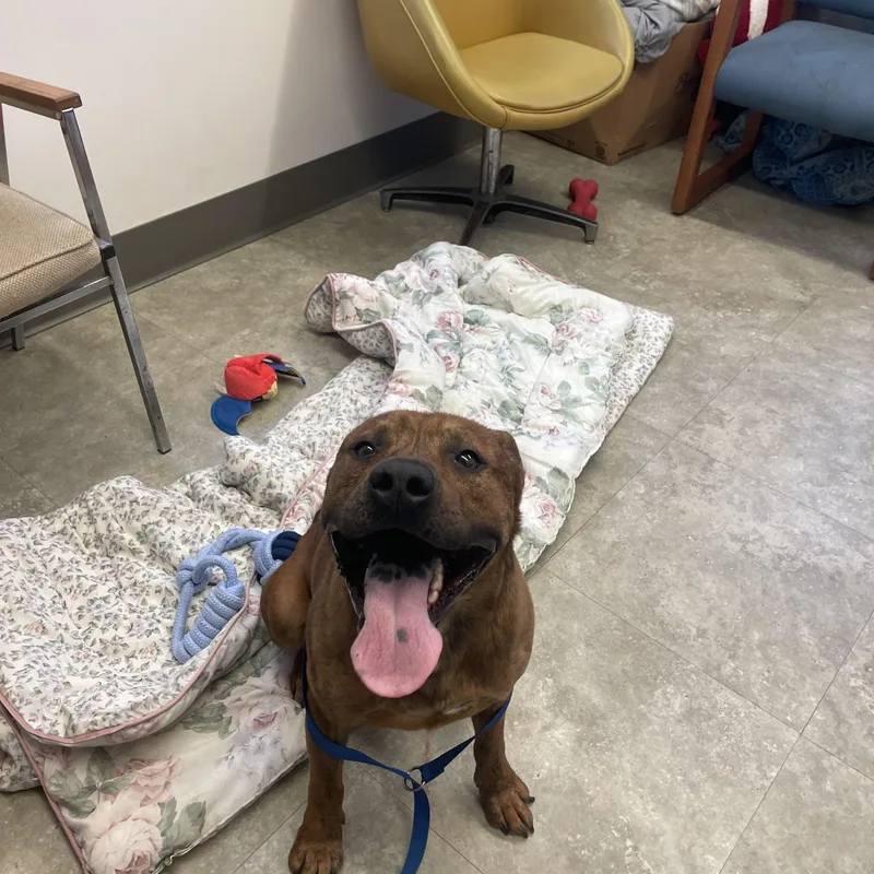 Bear Bear thumbnail 3