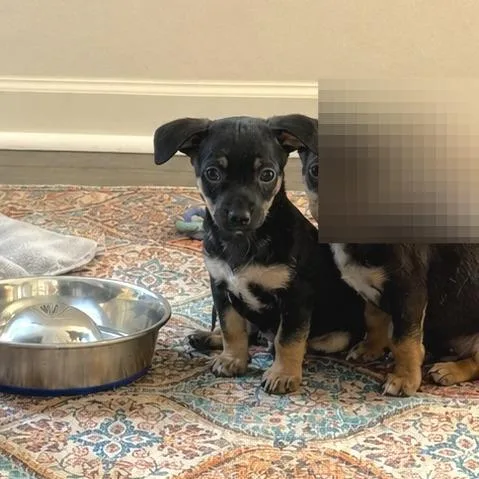 A baby small-sized male Black Chihuahua dog named Lollygag for adoption in Fredericksburg, VA