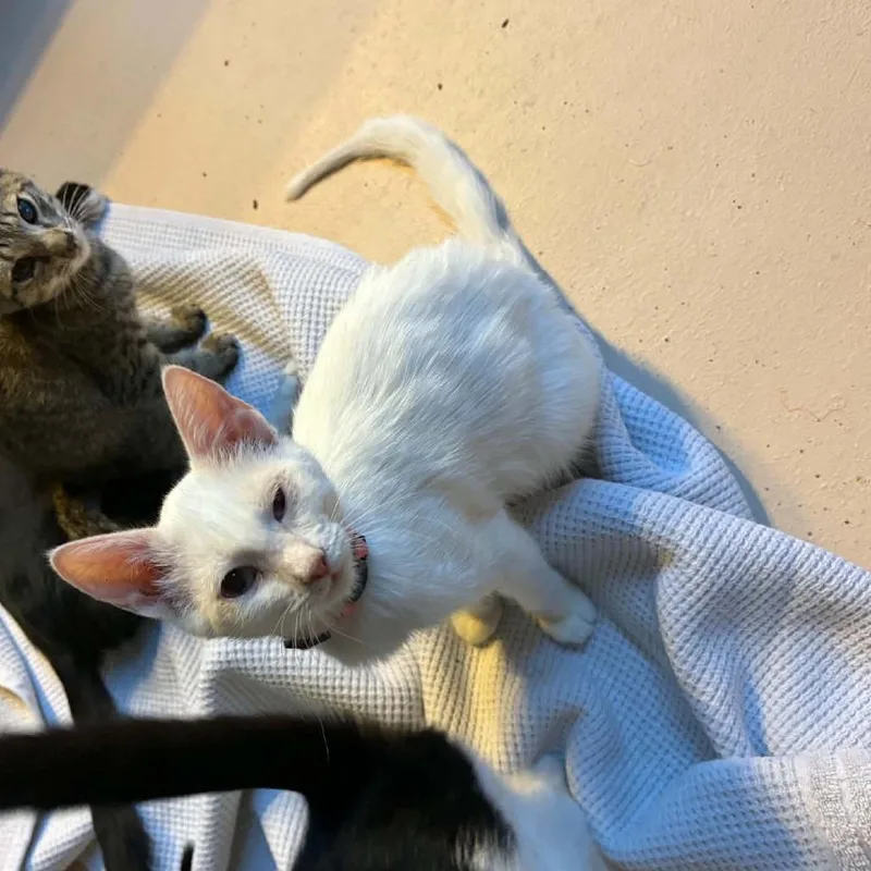 A baby small-sized female White Domestic Short Hair cat named Joella for adoption in Las Cruces, NM