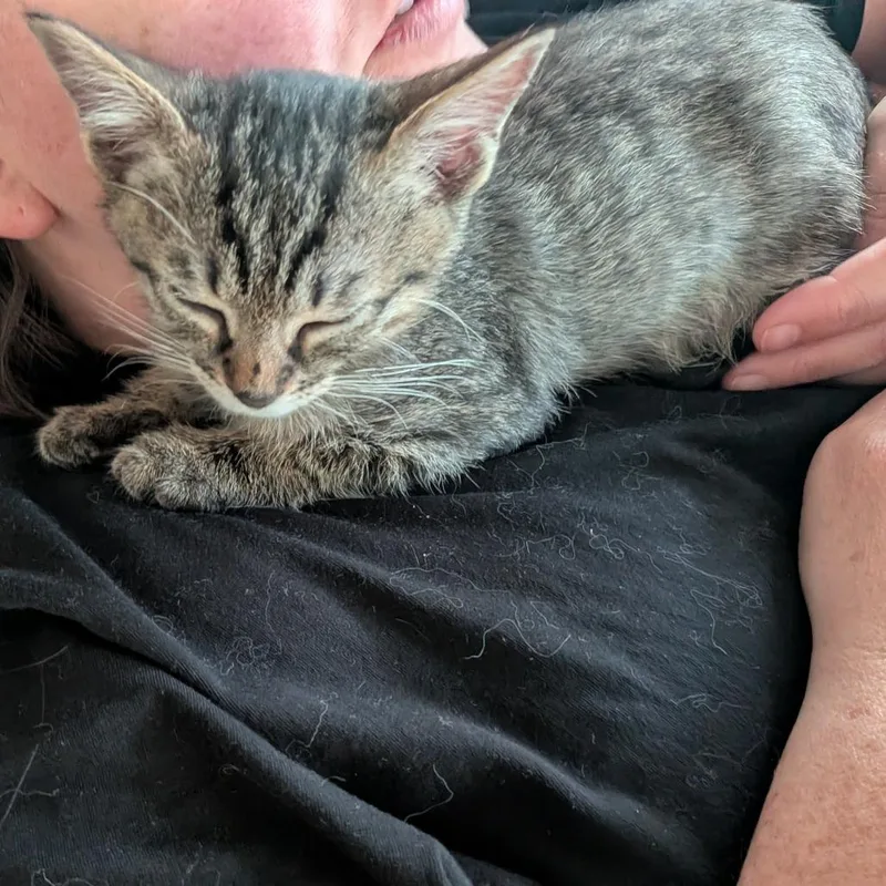 A baby small-sized male Brown / Chocolate Domestic Short Hair cat named Valuable for adoption in Austin, TX