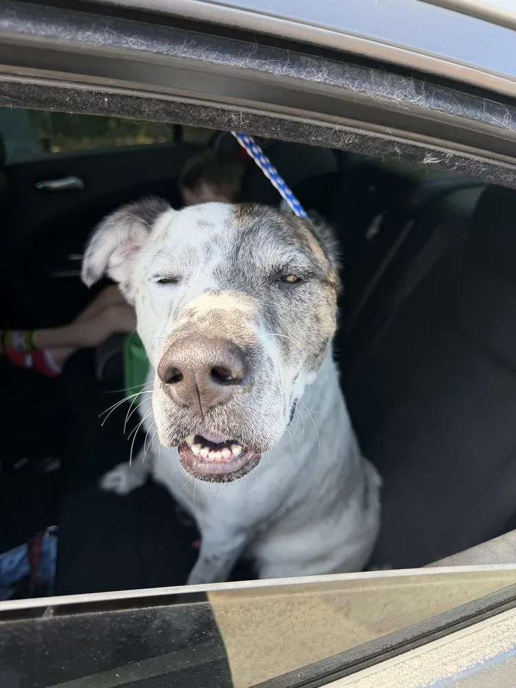 An adult medium-sized male Australian Cattle Dog / Blue Heeler dog named Jonah for adoption in Milton, FL