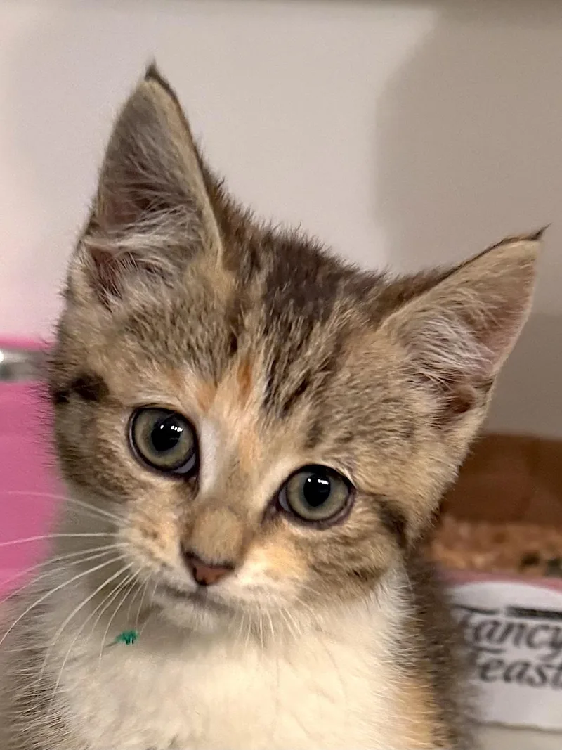 A baby medium-sized female Tabby (Brown / Chocolate) Domestic Short Hair cat named Sweetie for adoption in Bedford, VA