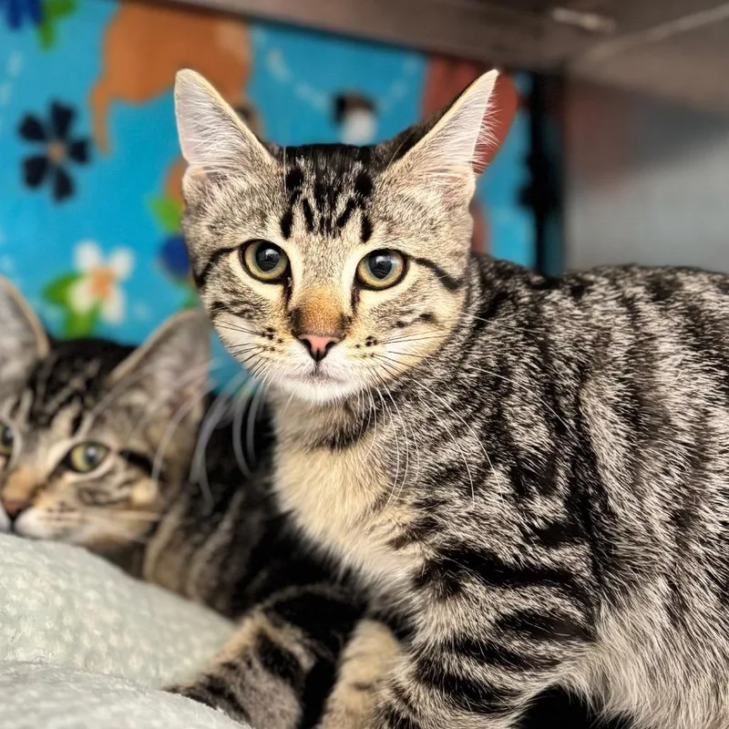A baby small-sized male Brown / Chocolate Domestic Short Hair cat named Frodo for adoption in Nashville, IN