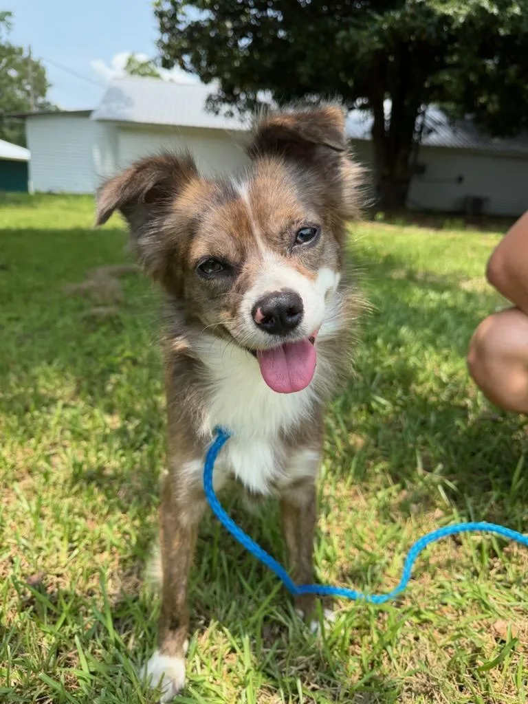 A young small-sized male Papillon dog named Buddy for adoption in Hammond, LA