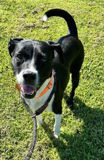 An adult medium-sized female Pit Bull Terrier dog named Nutmeg for adoption in St. Anne, IL