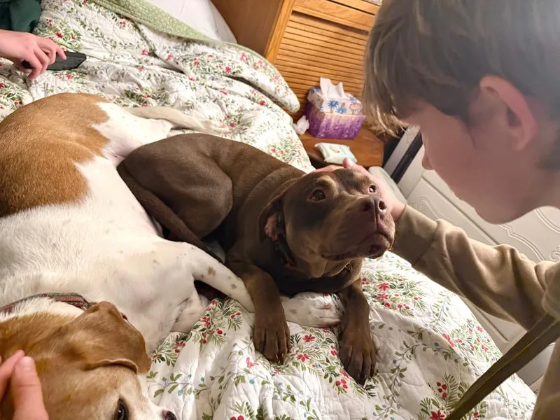 An adult medium-sized female Pit Bull Terrier dog named Winnie Local for adoption in Princeton, MA