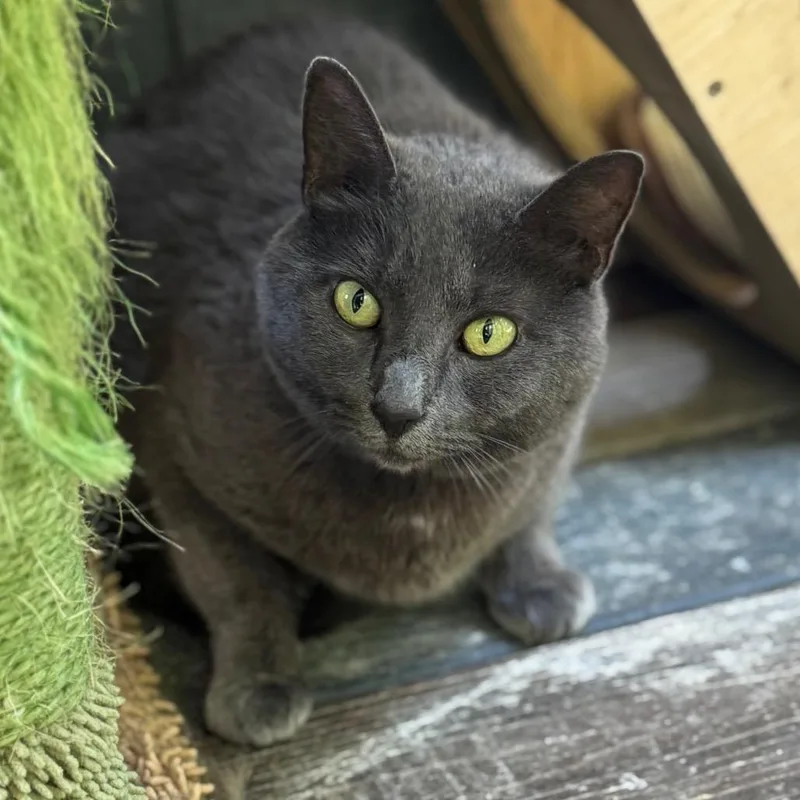 An adult medium-sized female Gray / Blue / Silver Domestic Short Hair cat named Rezimoda for adoption in Fredericksburg, VA