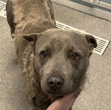 An adult large-sized female Mixed Breed dog named Lily for adoption in Munster, IN