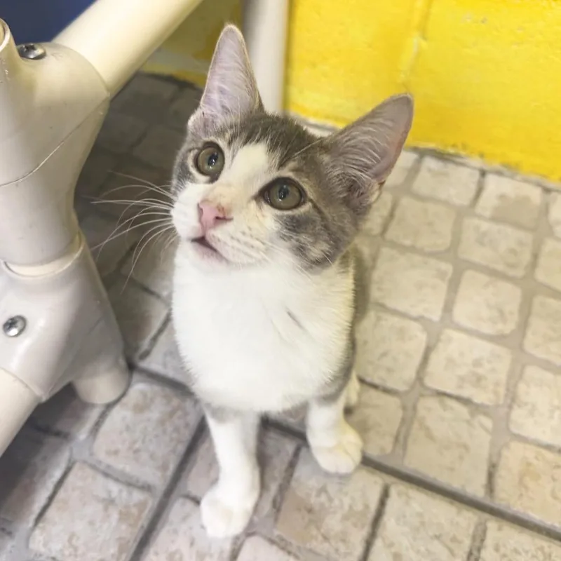 A baby medium-sized male Domestic Short Hair cat named Moon for adoption in Saint Petersburg, FL