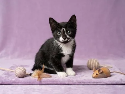 A baby small-sized male Domestic Short Hair cat named Felix for adoption in Cumming, GA