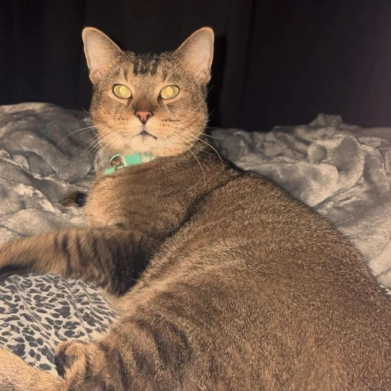 An adult small-sized male Black Domestic Short Hair cat named Cornbread for adoption in Kerrville, TX