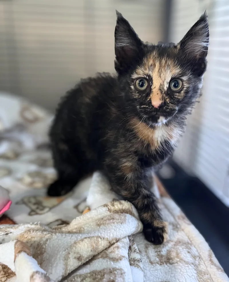 A baby medium-sized female Tortoiseshell Domestic Short Hair cat named Regina Phalange for adoption in Seville, OH
