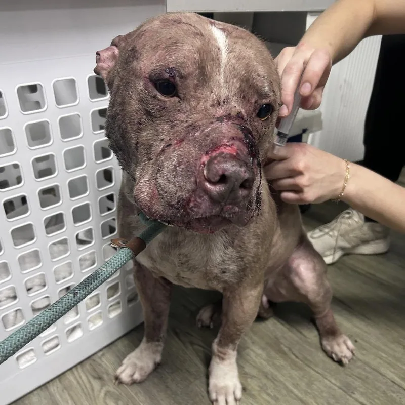 An adult medium-sized male Yellow / Tan / Blond / Fawn Mixed Breed dog named Sir. Rufus for adoption in Summerville, SC