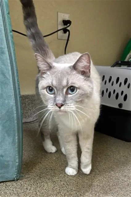 An adult medium-sized female Domestic Short Hair cat named Lexi for adoption in Fort Myers, FL