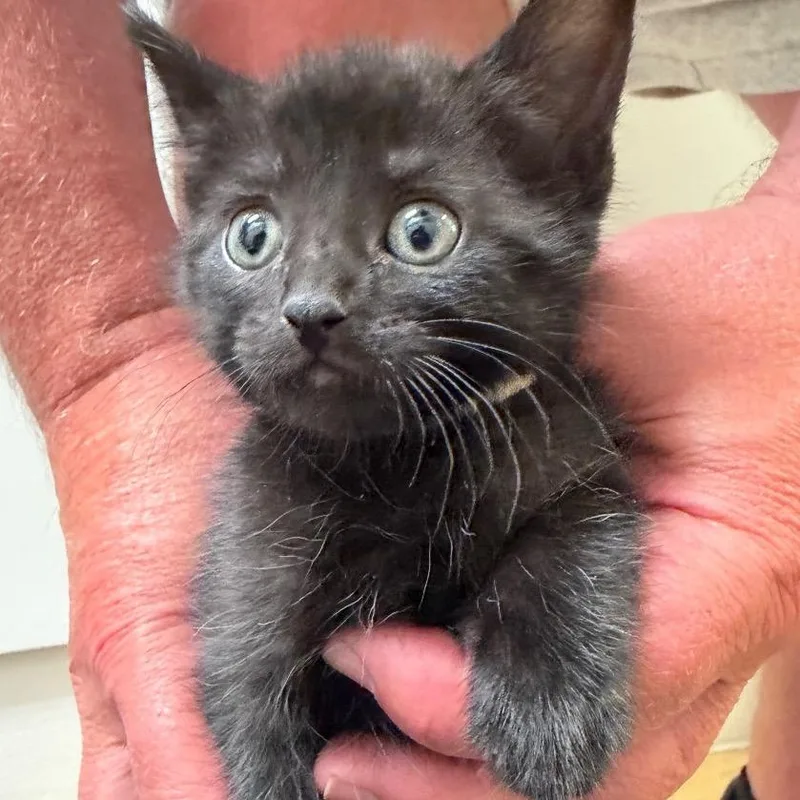 A baby small-sized female Black Domestic Short Hair cat named Teak for adoption in International Falls, MN