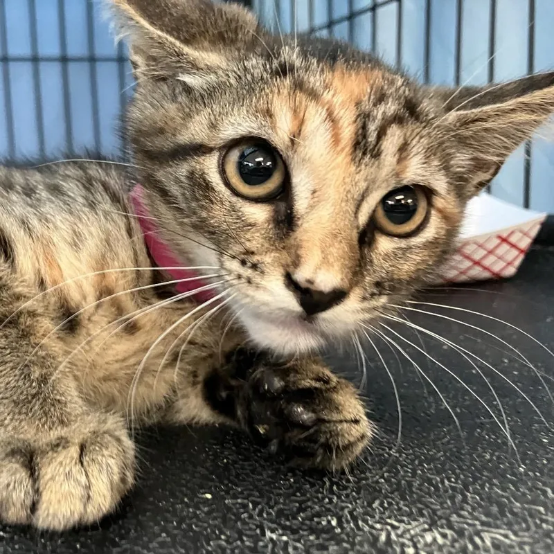 A baby small-sized female Torbie Domestic Short Hair cat named Janis for adoption in Lakeland, FL