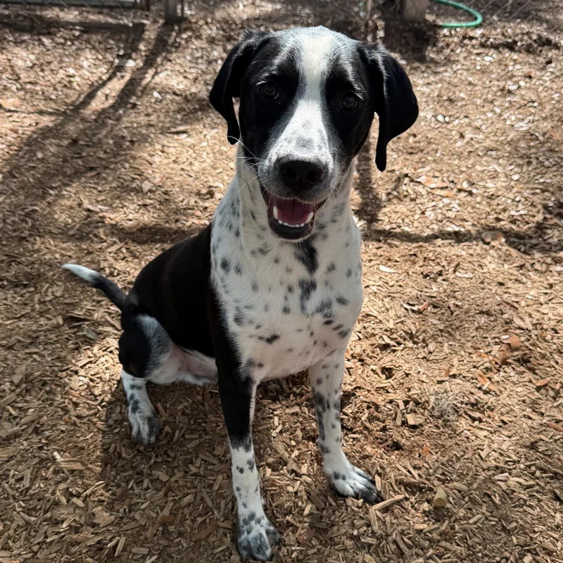 A young medium-sized male Black Pointer dog named Traxx for adoption in St. Augustine, FL